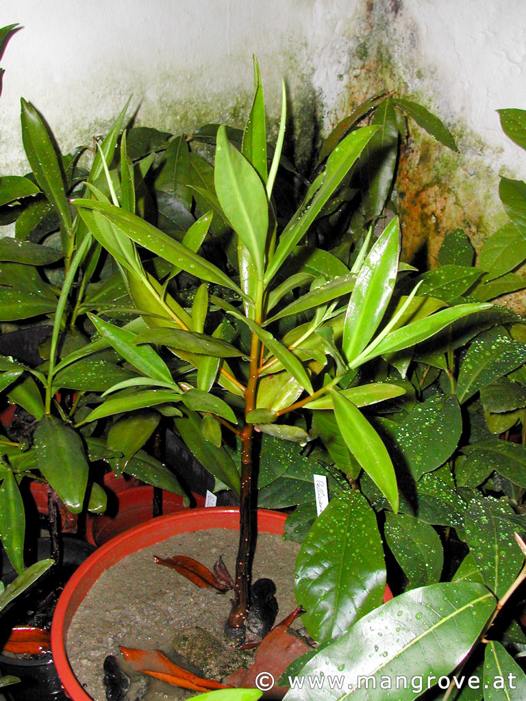 Pelliciera rhizophorae cultivation